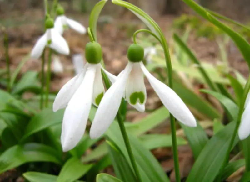 Snowdrop Flowers