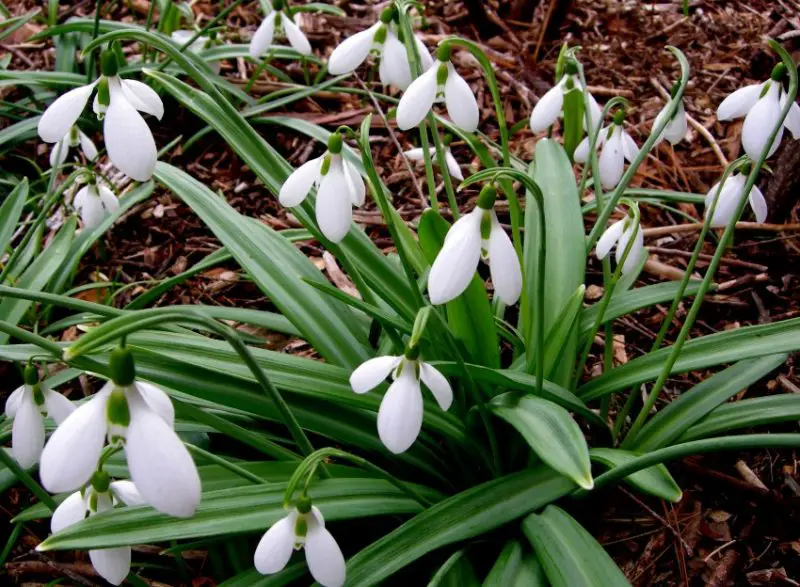 Snowdrop Flowers