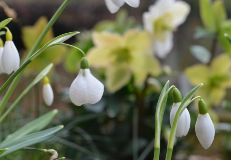 Snowdrop Flowers