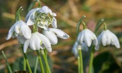 28 Beautiful Snowdrop Flowers with Pictures and Names