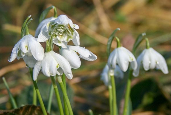 Snowdrop Flowers