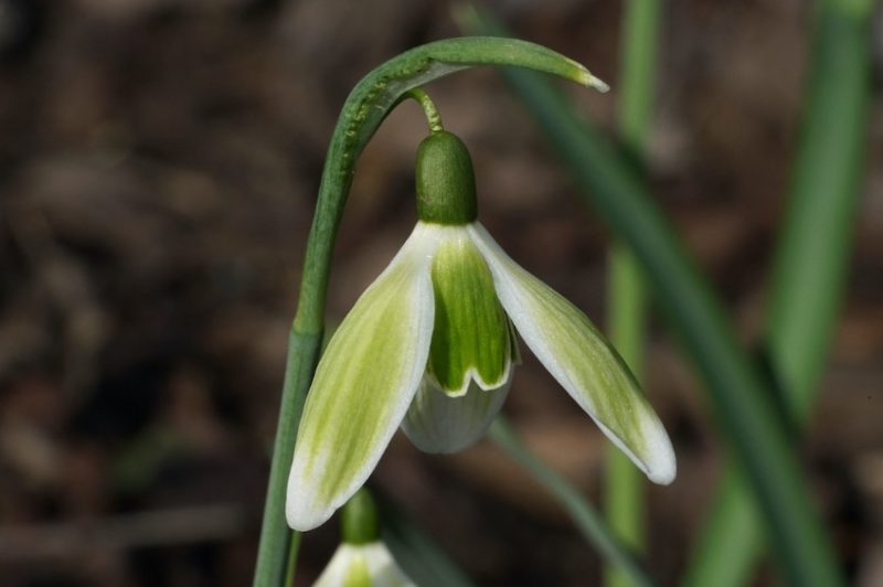 Snowdrop Flowers