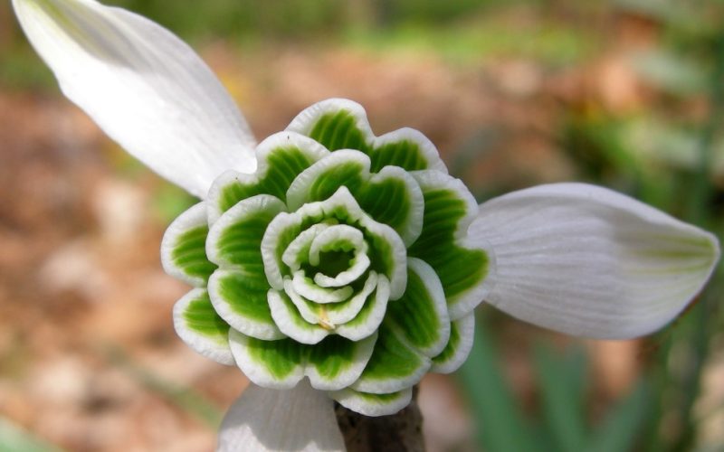 Snowdrop Flowers