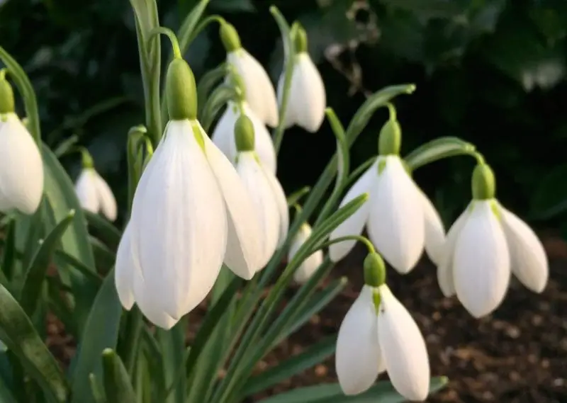 Snowdrop Flowers