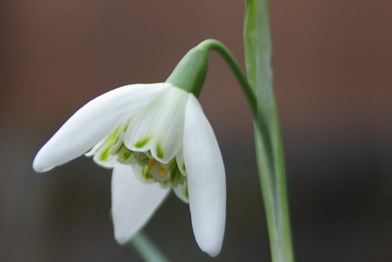 Snowdrop Flowers