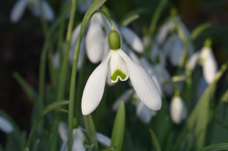 Snowdrop Flowers