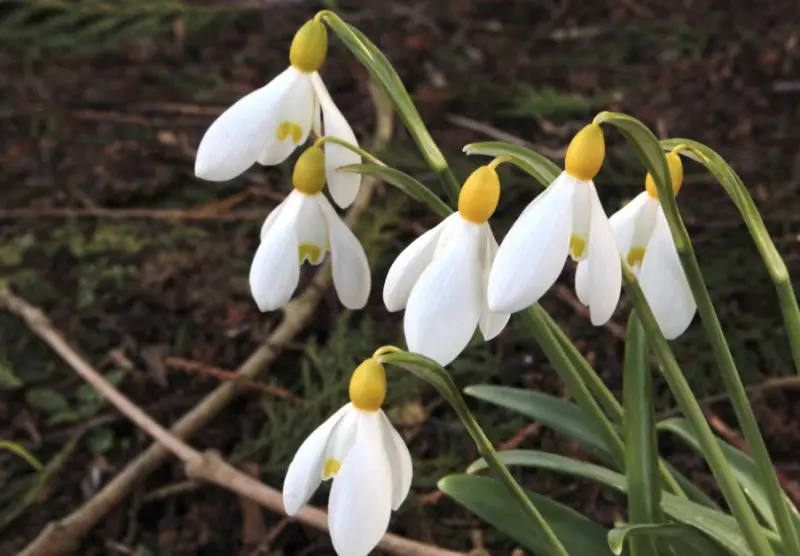 Snowdrop Flowers