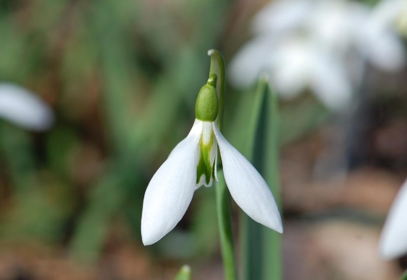 Snowdrop Flowers