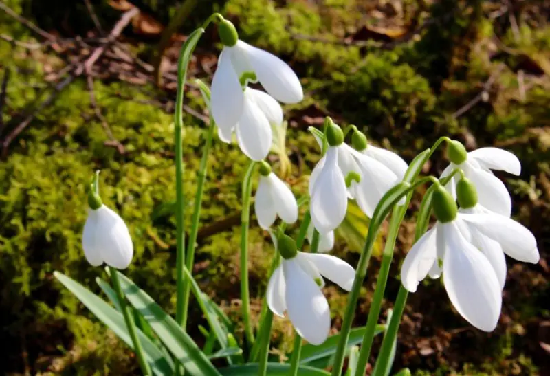 Snowdrop Flowers