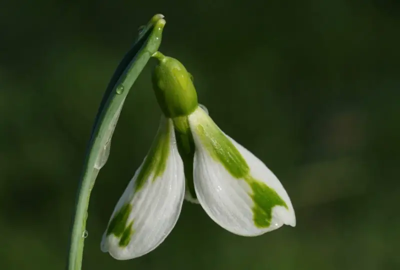 Snowdrop Flowers