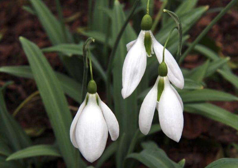 Snowdrop Flowers