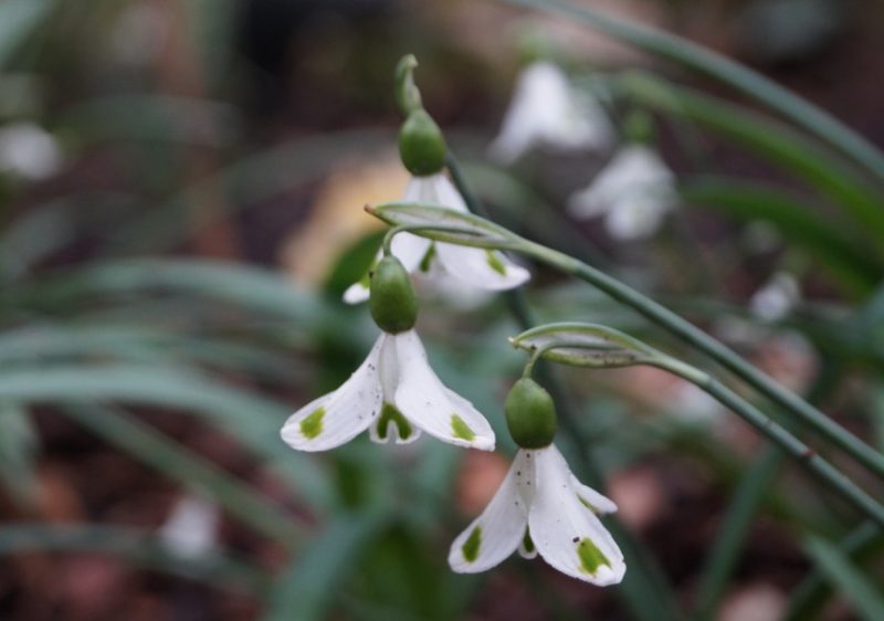 Snowdrop Flowers