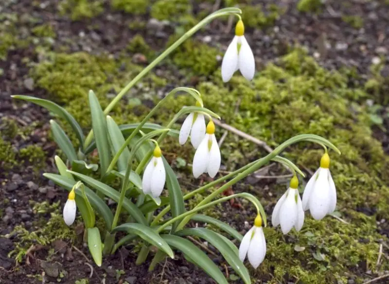 Snowdrop Flowers