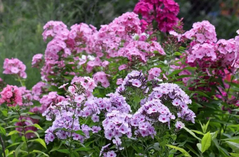 Phlox Flowers