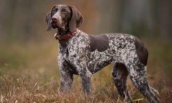 German Shorthaired Pointer: Key Facts You Should Know