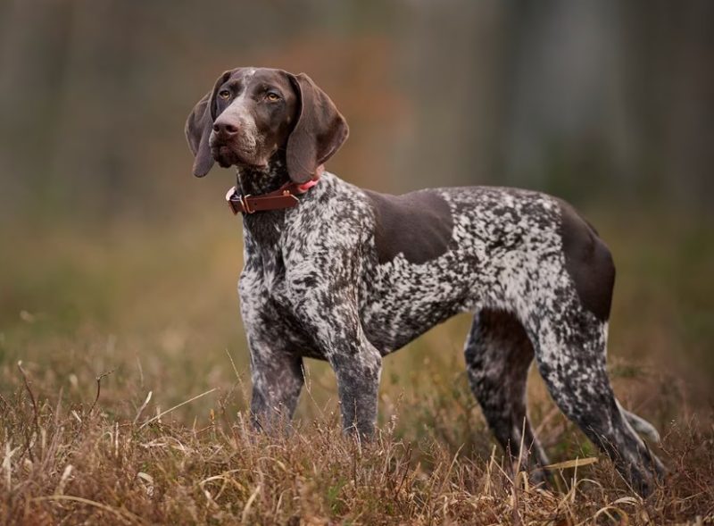 German Shorthaired Pointer