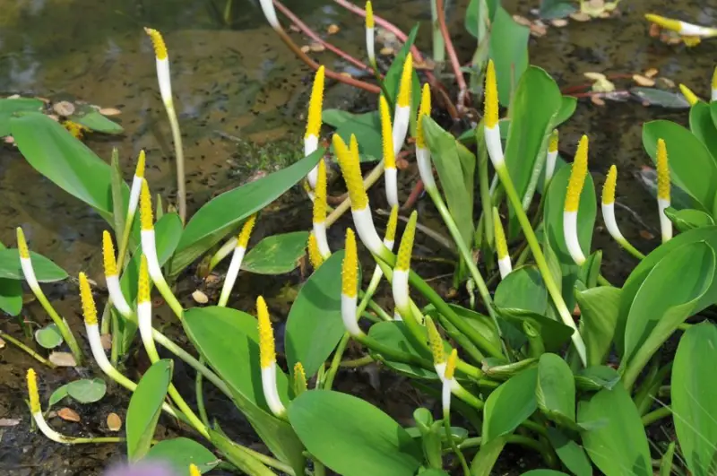 Pond Plants