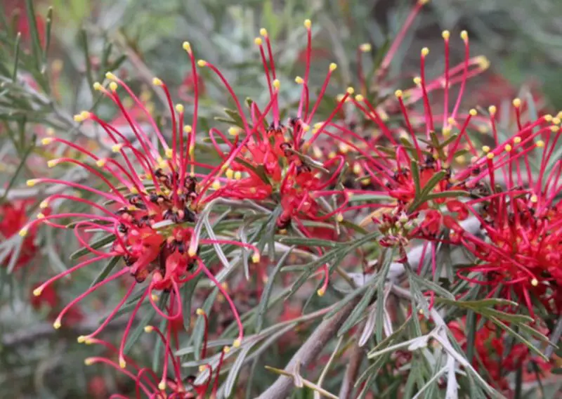 Flowers That Bloom in Winter