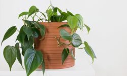 Heartleaf Philodendron Care and Growing Guide (Most Detailed)