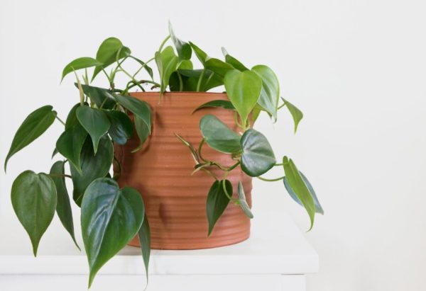 Heartleaf Philodendron