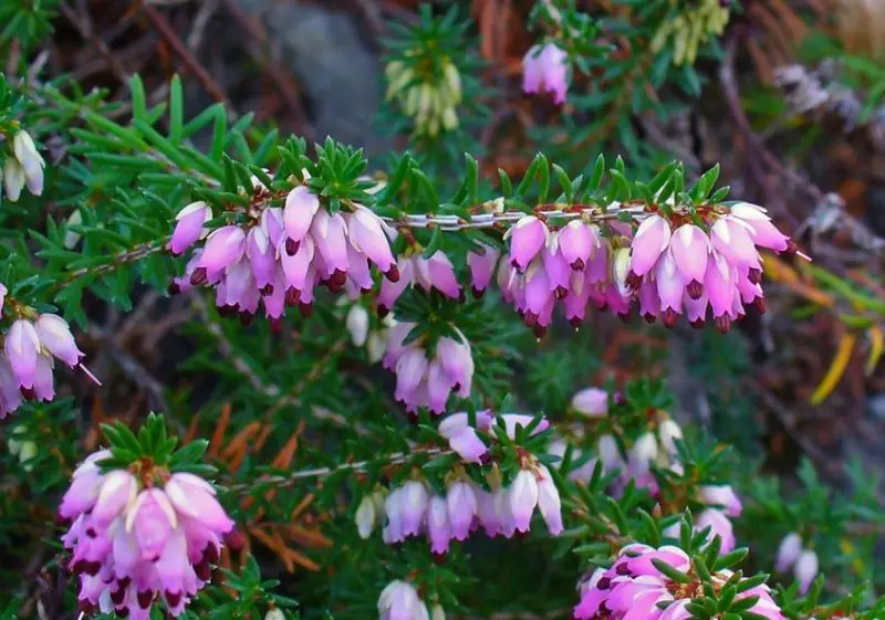 Flowers That Bloom in Winter