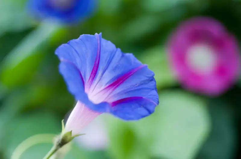 Morning Glory Varieties