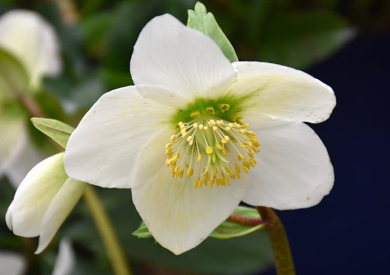 Flowers That Bloom in Winter