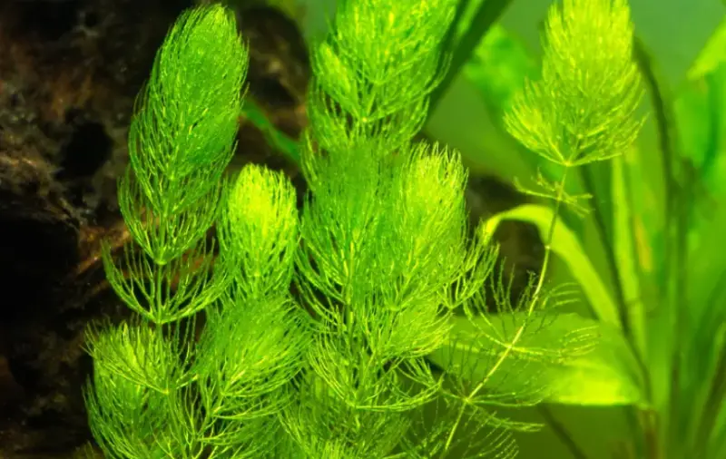 Pond Plants