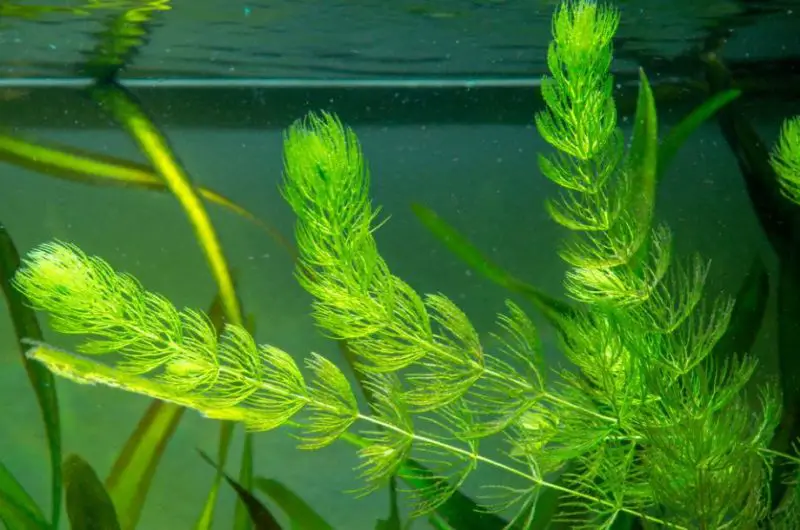 Aquatic Plants