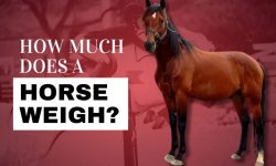 How Much Does a Horse Weigh: You Won’t Believe the Facts!