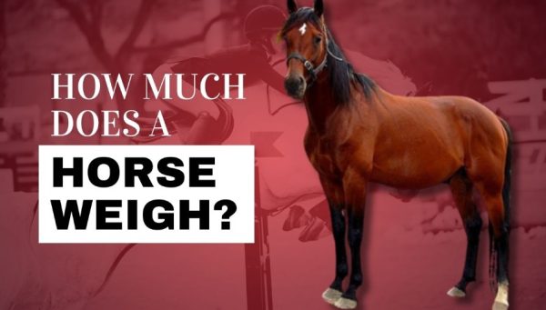 How Much Does a Horse Weigh