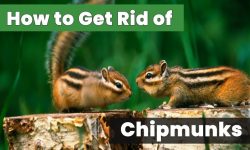 20 Tips on How to Get Rid of Chipmunks Naturally Without Harm