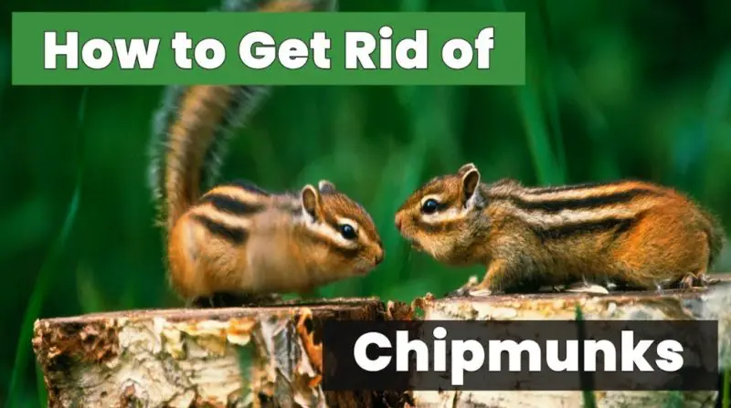 How to Get Rid of Chipmunks