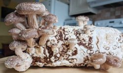 How to Grow Mushrooms at Home: Tips for Year-Round Harvests