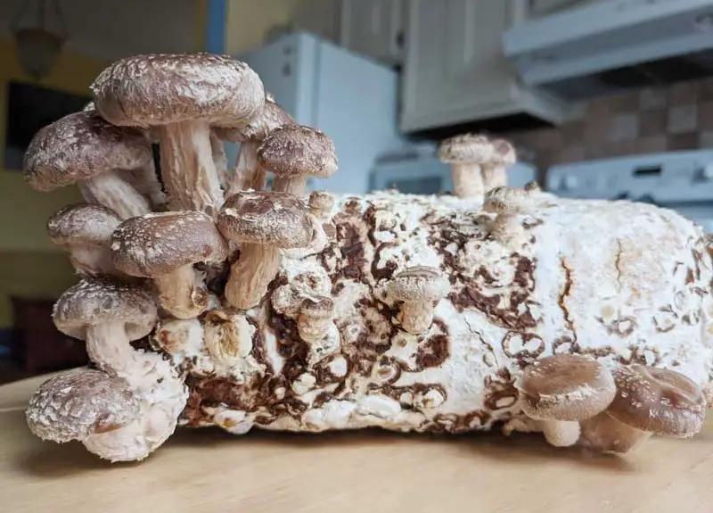 How to Grow Mushrooms at Home