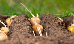 How to Grow Potatoes in Containers or Garden Beds