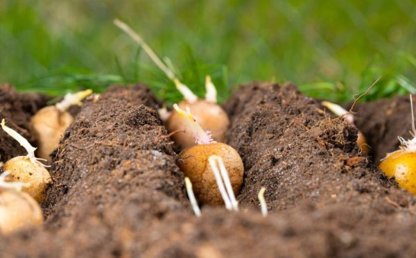 How to Grow Potatoes