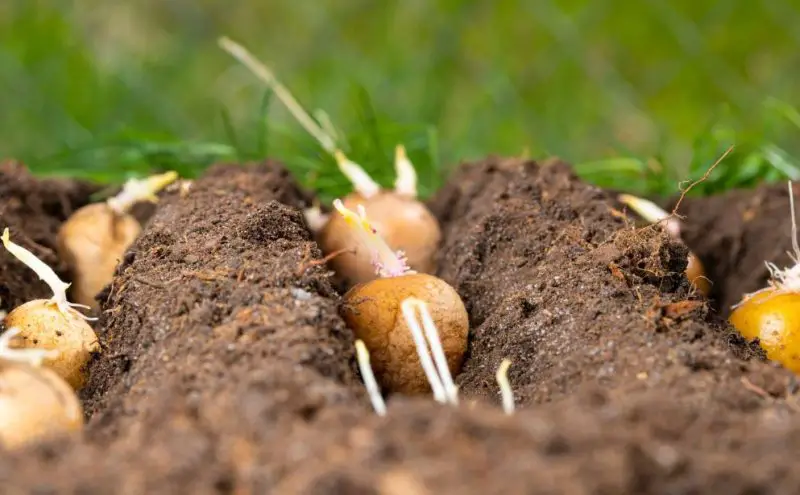 How to Grow Potatoes