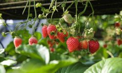 How to Grow Strawberries at Home: Secrets to a Bumper Harvest