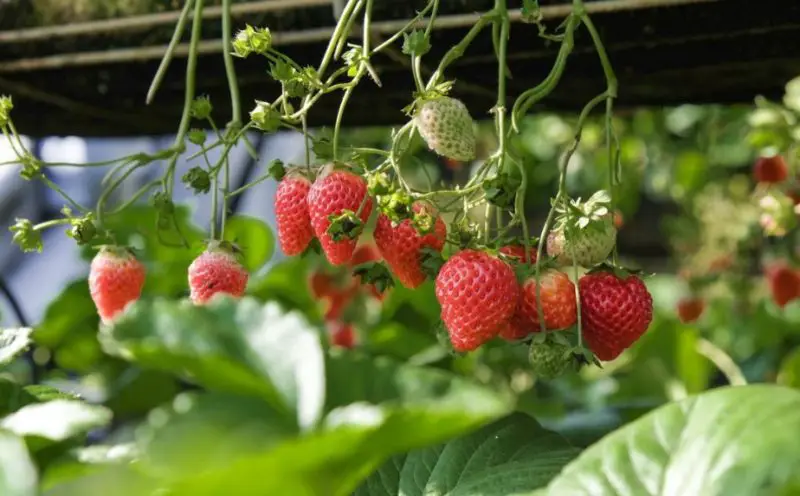 How to Grow Strawberries