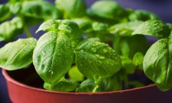 How to Harvest Basil for Endless Fresh Herbs All Season Long