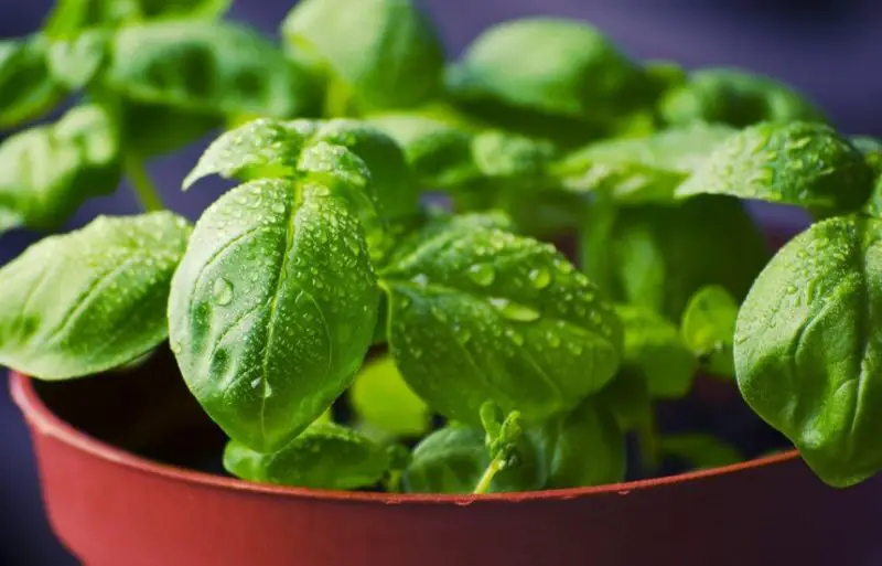 How to Harvest Basil