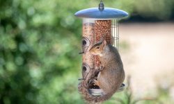 How to Keep Squirrels Out of Bird Feeder: 15 Effective Ways