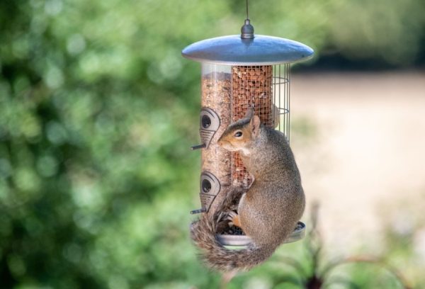 How to Keep Squirrels Out of Bird Feeder