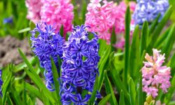 Hyacinth Flower Care and Growing Guide (Most Detailed)