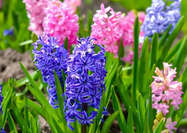 Hyacinth Flower