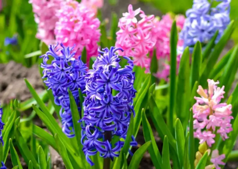 Hyacinth Flower