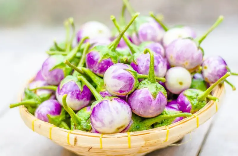 Types of Eggplants