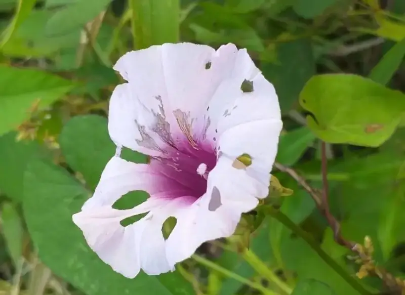 Morning Glory Varieties