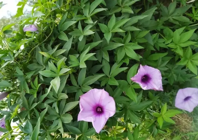 Morning Glory Varieties